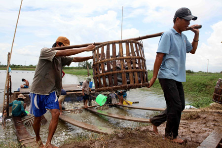 Những rào cản thương mại của Mỹ sẽ  ảnh hưởng đến nông dân nuôi cá ba sa Việt Nam