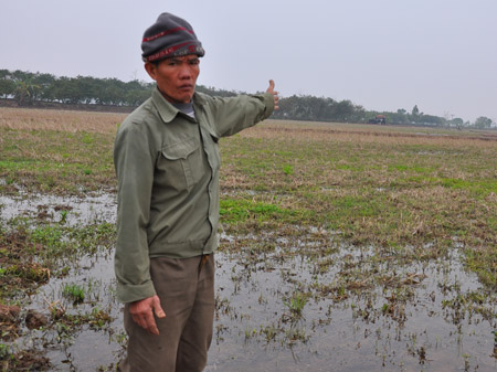 Ông Đỗ Tất Nhật ở xã Việt Đoàn (Tiên Du, Bắc Ninh) bên cánh đồng  lúa thường xuyên bị  mất mùa do chuột phá hại.
