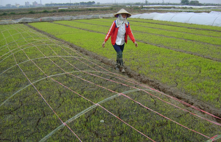 Bà con nông dân ở huyện Phù Cừ (Hưng Yên)  phải gieo lại, cấy lại những diện tích lúa bị chết.