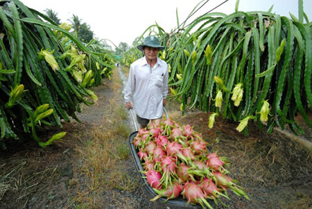 Nông dân nhiều nơi đang trồng thanh long  trái vụ.