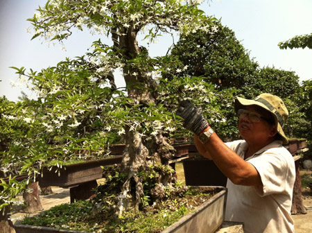 Nghệ nhân chăm sóc cây cảnh tại Trung tâm Thanh Tâm. 