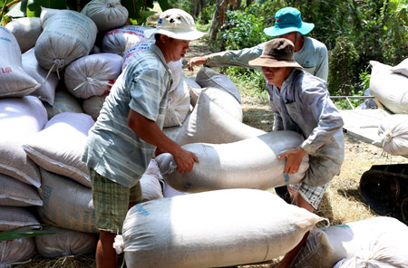 Lúa đông xuân 2013 -2014 bắt đầu vào vụ thu hoạch, giá giảm nhẹ nhưng vẫn còn ở mức cao.