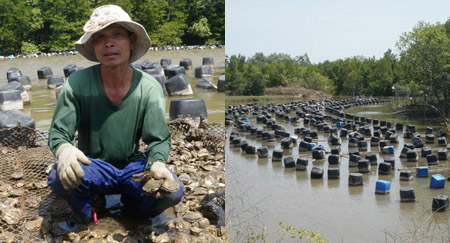 Các vỉ nuôi hàu ken đặc trên dòng Rạch Lỡ. Ảnh nhỏ: Anh Phạm Văn Sơn (ấp Long Thạnh) thẫn thờ ngồi trên vỉ hàu chết chỉ còn là đống vỏ rỗng. 