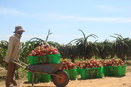 Việc tháo gỡ đầu ra của các sản phẩm nông nghiệp là cần phải làm ngay (ảnh minh họa). 