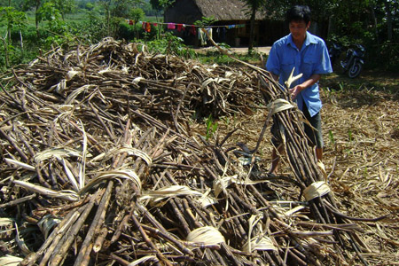 Ở các xã Minh Sơn, Minh Tiến (Ngọc Lặc) có rất nhiều đống mía đã khô héo như củi mà nhà máy vẫn chưa đến chở.  