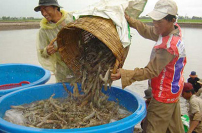 Ảnh minh hoạ (nguồn: vietfish)