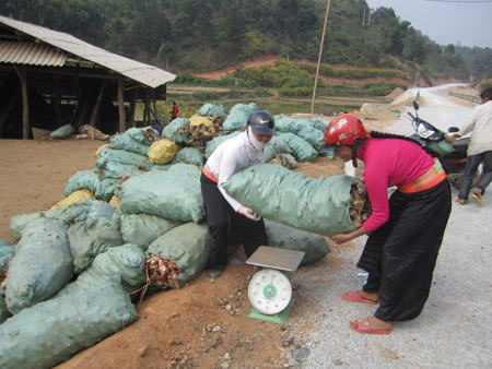 Bà con người Mông ở bản Hua Dốm, xã Nà Tấu, huyện Điện Biên cân dong riềng bán cho các cơ sở chế biến.