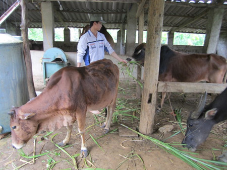 Nuôi gia súc nhốt chuồng theo hướng dẫn của khuyến nông đã giúp dân TĐC Thủy điện Sơn La làm giàu trên đất mới.