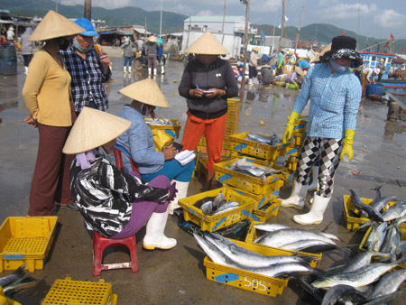 Thu mua hải sản tại bến cá Sa Huỳnh