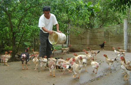 Anh Nguyễn Văn Thắm, xã Tiên Phong (Duy Tiên, Hà Nam) buồn rầu khi đàn gà đến lứa xuất thì bị tụt giá.