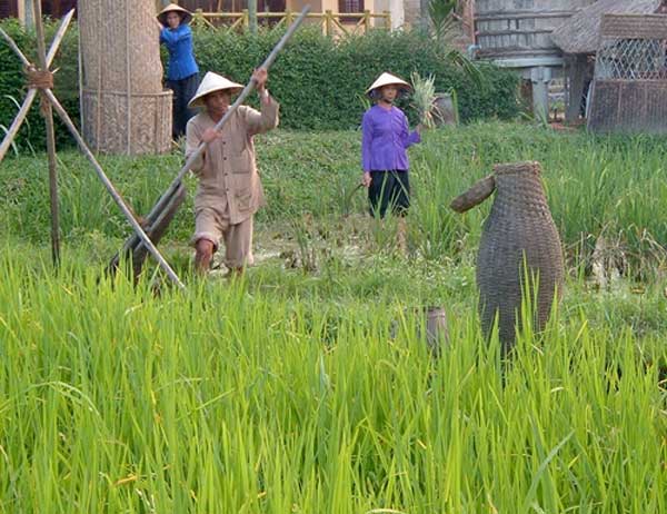 Lượng mưa thiếu hụt nghiêm trọng khiến nông dân Quảng Nam đang gặp khó về nguồn nước (Nguồn: TNO)