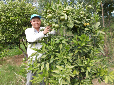 Người trồng cam ở Cao Phong (Hòa Bình) đã có một vụ thắng lớn.
