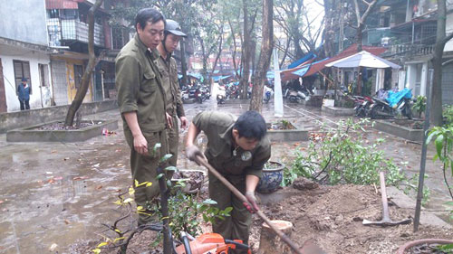 Công nhân Công ty công viên cây xanh Hà Nội thu dọn hiện trường cây sưa đỏ bị cưa trộm.