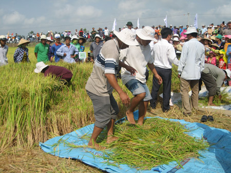 Tranh tài cuộc thi gặt lúa truyền thống.