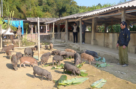 Mô hình nuôi lợn bán hoang dã của gia đình  chị Đinh Thị Vân. 