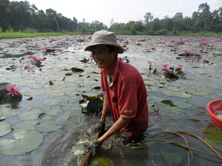 Anh Minh Toàn thu hoạch bông súng. 