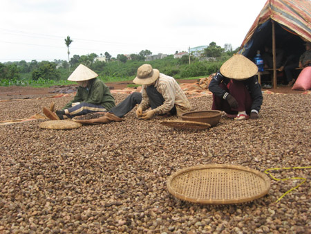 Thu hoạch điều nguyên liệu tại Bình Phước. 