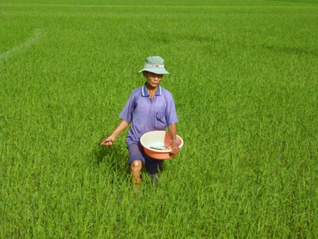ND huyện Tây Sơn, Bình Định chăm sóc  lúa  đông xuân. 