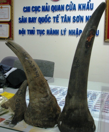 13,1kg sừng tê giác vừa được Hải quan TP.HCM và C46B phát hiện tại sân bay Tân Sơn Nhất. Nguồn: VNE