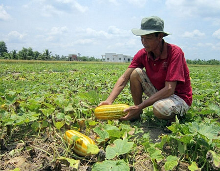 Dưa gang “mê” phân hữu cơ, nhất là phân bò. 