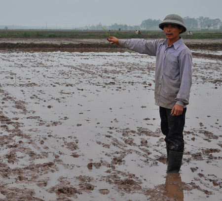 Ông Nguyễn Văn Hảo (Xuân Dương, Thanh Oai, Hà Nội) bức xúc vì ruộng bị phá.