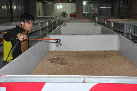 Cơ sở nuôi gián đất rộng hơn 200m2 của Công ty HH ở  xã Quảng Phú (Lương Tài, Bắc Ninh). 