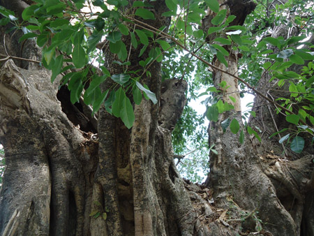 Cây Đa ở Kim Châu