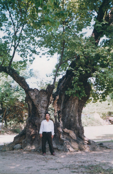 Cây thị ở Cù Lâm