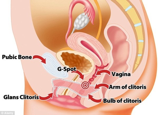 Cấu tạo bộ phận sinh dục nữ cho thấy, kích thích ở những điểm khác nhau sẽ gây ra 2 loại cực khoái riêng biệt.