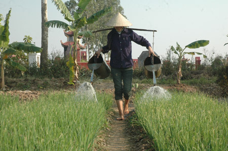 Để sản xuất đạt được tiêu chuẩn rau an toàn  phải đảm bảo quy trình rất nghiêm ngặt.