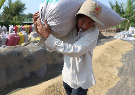 Theo TS Lê Văn Bảnh, thu mua  tạm trữ lúa gạo chưa phải là giải pháp căn cơ để cứu  giá lúa trong nước.