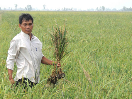 Ông Nguyễn Văn Hào trên đồng ruộng bị thiệt hại mà ông       cho rằng do sử dụng cặp thuốc “9 trong 1”. 