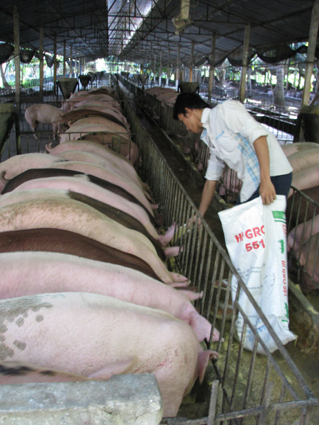 Heo tăng giá, lại tiêu thụ tốt khiến người nuôi phấn khởi tái đàn.