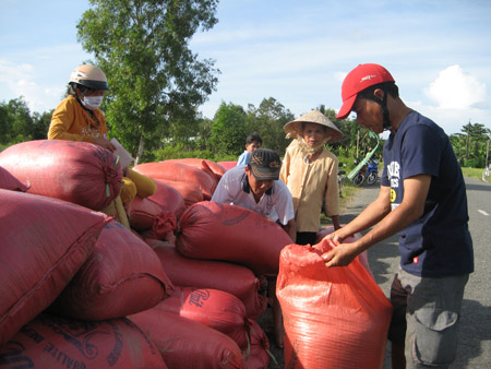 Nông dân huyện Cầu Kè (Trà Vinh) thu hoạch lúa đông xuân 2013 -2014. 