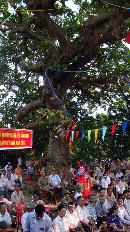Cây bàng cổ thụ ở đền Côn Giang xã Thái Hà có tuổi thọ khoảng 400 năm