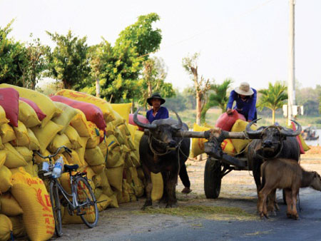 Nông dân chở lúa ra vệ đường chờ thương lái. Ảnh: H.L