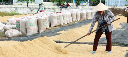 Nông dân đang đối mặt vòng luẩn quẩn được mùa, rớt giá. Ảnh: Ngọc Tùng