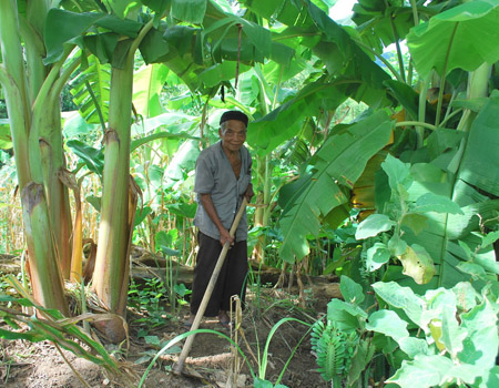 Chuối trở thành cây chủ lực xóa đói giảm nghèo của huyện Đông Giang.