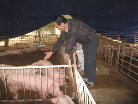 Anh Tuấn thường xuyên đến trại lợn của các hộ dân để kiểm tra và hướng dẫn bà con về kỹ thuật chăn nuôi. 