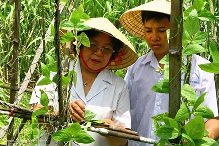 PGS.TS Phạm Thị Thùy (Viện Khoa học Nông nghiệp Việt Nam) nghiên cứu  và đưa giống đậu tương năng suất cao vào sản xuất.