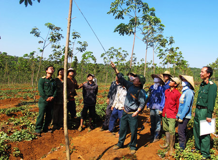 Cán bộ Đoàn KTQP Quảng Sơn hướng dẫn công nhân người DTTS kỹ thuật phun phân bón lá cho vườn cao su.