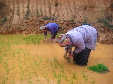 Nông dân Chiềng Ngần cấy lúa trên ruộng mới khai hoang. 