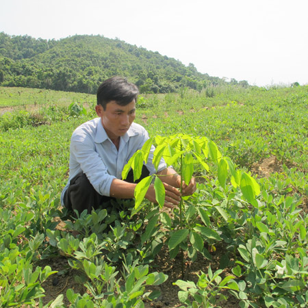 Cây cao su tiếp tục được trồng mới sau bão số 10 ở Quảng Bình.