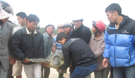 Rùa biển quý hiếm đã được thả về biển.