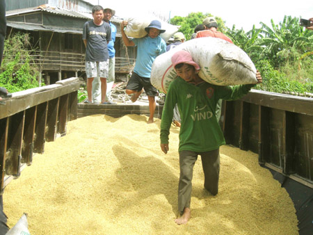 Nông dân thu hoạch lúa ở huyện Thới Lai, TP.Cần Thơ.