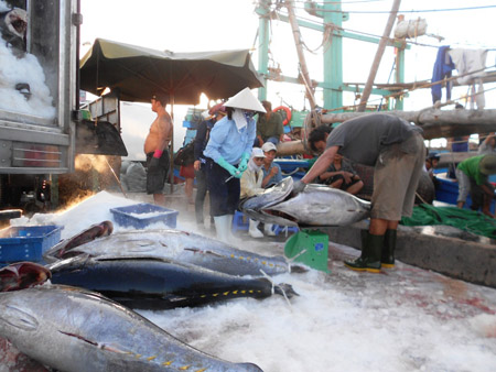 Ngư dân bán sản phẩm cá ngừ đại dương tại cảng cá Quy Nhơn.
