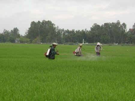 Phun thuốc bảo vệ thực vật trên cây lúa ở huyện Châu Thành, tỉnh An Giang.