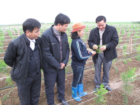 Cán bộ Hội ND tỉnh Bắc Ninh, Hội ND huyện Gia Bình thăm và nắm bắt tình hình phát triển mô hình măng tây xanh tại trang trại của gia đình chị Trang.