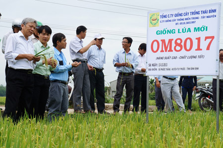  Đoàn của công ty và Sở NN&PTNT tỉnh Bình Định khảo sát giống lúa mới MO8017 được trồng thử nghiệm tại xã Phước Thắng, huyện Tuy Phước. 