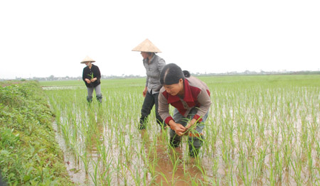 Nông dân xã Giao Xuân phấn khởi với giống lúa “chống biến đổi khí hậu”. 